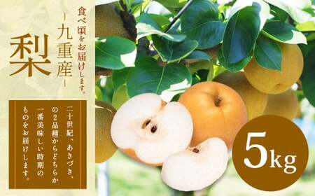 九重産 3L以上 梨 約5kg （二十世紀、あきづきのうちいずれか一種）【2025年9月発送予定】