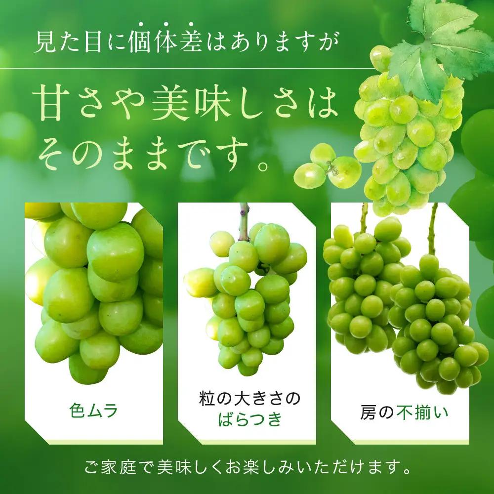 家庭用 シャインマスカット 2～3房 合計1.6kg以上 産地直送 朝採れ ぶどう 葡萄  岡山 Kawahara Green Farm 2026年 | シャインマスカット