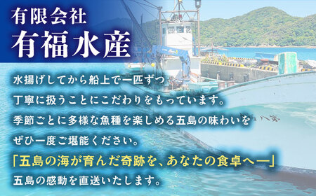 【五島列島直送】ヒラマサ漬け丼6食+干物セット約1kg 3〜4種 魚 海鮮 漬け丼 干物 新鮮 国産 魚介 長崎 五島 上五島【有福水産】[RBV003]