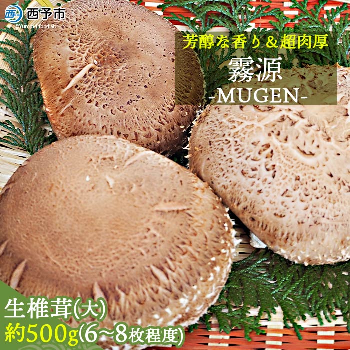 ＜原木 生椎茸「霧源（MUGEN）」約500g（6～8枚）芳醇な香りと肉厚の食感 愛媛県産＞ 肉厚 しいたけ キノコ きのこ 野菜 ジューシー 愛媛県 西予市