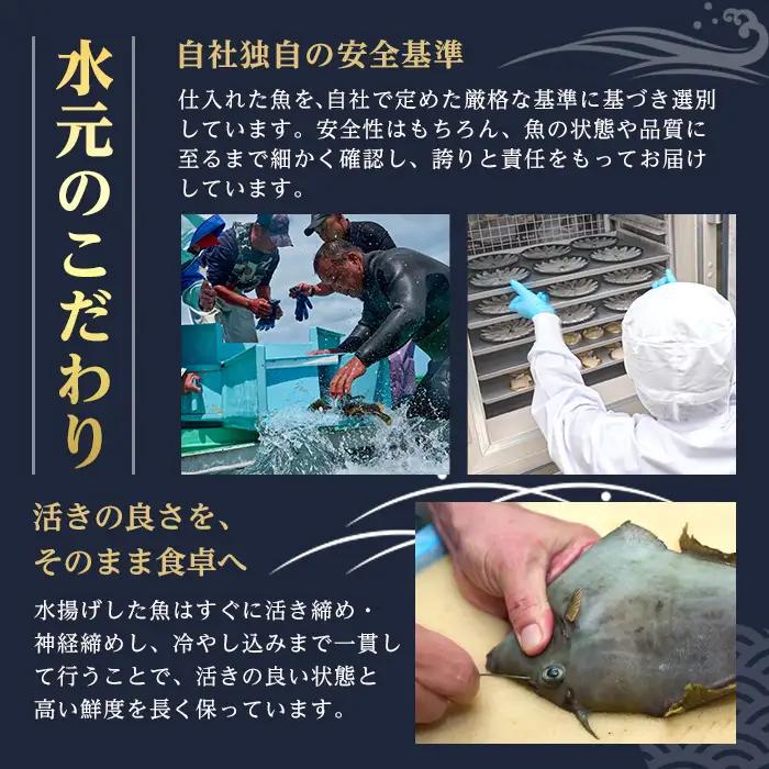 ＜先行予約受付中！2026年11月より発送予定＞ 大分県産 美人鰤 フィレ (1枚・1枚あたり1.5kg以上) 刺し身 ぶりしゃぶ 冷蔵 ブリ ぶり 半身 国産 海鮮 魚 【opbe015】【水元】