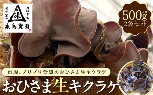 永島農園 おひさま生キクラゲ500ｇ入り袋×2袋セット
