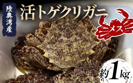 陸奥湾産 活トゲクリガニ (メス) 約1kg (5～10杯) 【飛佳丸】 漁師直送 かに カニ 蟹 魚介 青森 青森県 東北 むつ湾 F21J-251