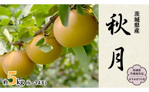 秋月 約 5kg 6玉～14玉 (茨城県共通返礼品 かすみがうら市) 産地直送 久保田果樹園 フルーツ 甘い 直送 茨城 限定 ギフト 梨 秋月 あきづき 果物 [DH004sa]