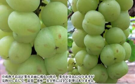 ぶどう 2024年 先行予約 桃太郎 ぶどう 1房 600g前後 ブドウ 葡萄  岡山県産 国産 フルーツ 果物 ギフト [No.5220-1353]