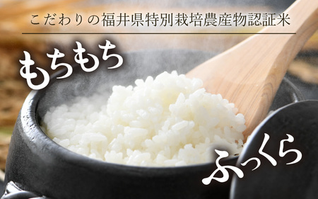 【令和5年産】《定期便12回》 特別栽培米 ミルキークイーン 精米 5kg (計60kg)  農薬不使用 化学肥料不使用 ／ 高品質 鮮度抜群 福井県産 ブランド米 白米 あわら産 ブランド米 
