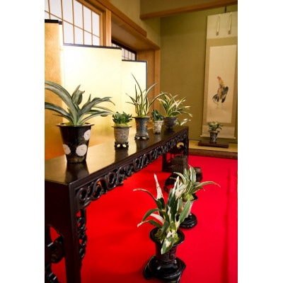 徳川家康公の縁起物!萬年青講座と植え替え体験【萬年青プレゼント!】