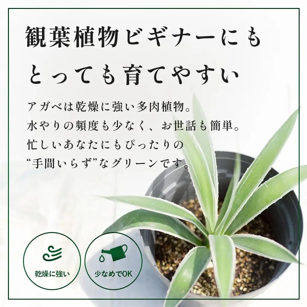 アガベ 約30cm～35cm/白閃光(ハクセンコウ) DS-3｜多肉植物 観葉植物 ガーデニング インテリア モダン 北欧風 国産 育てやすい 送料無料 鹿児島県 南大隅町 株式会社デラセーラ