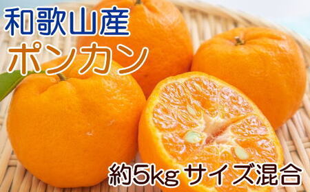 和歌山産ポンカン約5kg（サイズ混合・秀優品）【2027年2月上旬～2027年3月上旬頃より順次発送】【TM136】【TM92191-tec942A】