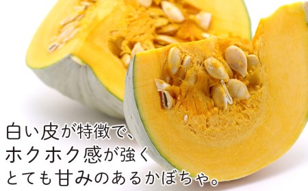 【2025年9月末より発送】有機JAS認証！雪化粧かぼちゃ ４～８玉入り（約10kg）【かねこ農園】