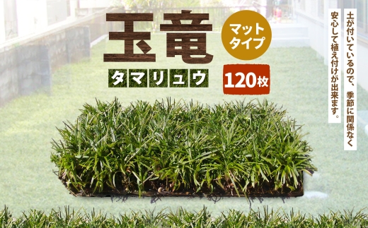 玉竜 タマリュウ たまりゅう 120枚 【7営業日以内に発送】 植物 プラント 芝生 ガーデニング ガーデニング用品