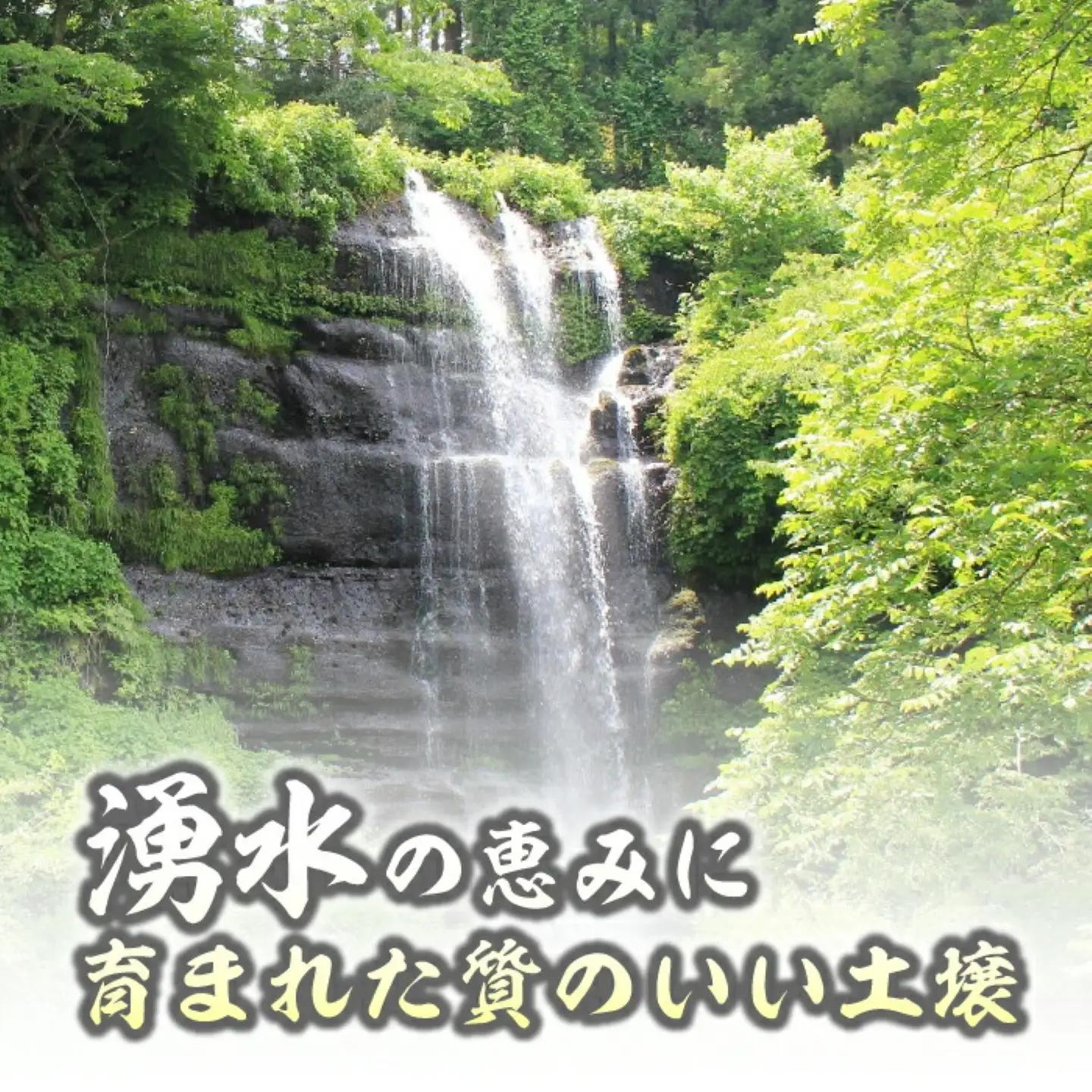コシヒカリ10kg（5kg×2袋）＜都留市産＞【令和7年産】　　お米　米　おコメ　コメ　コシヒカリ　こしひかり