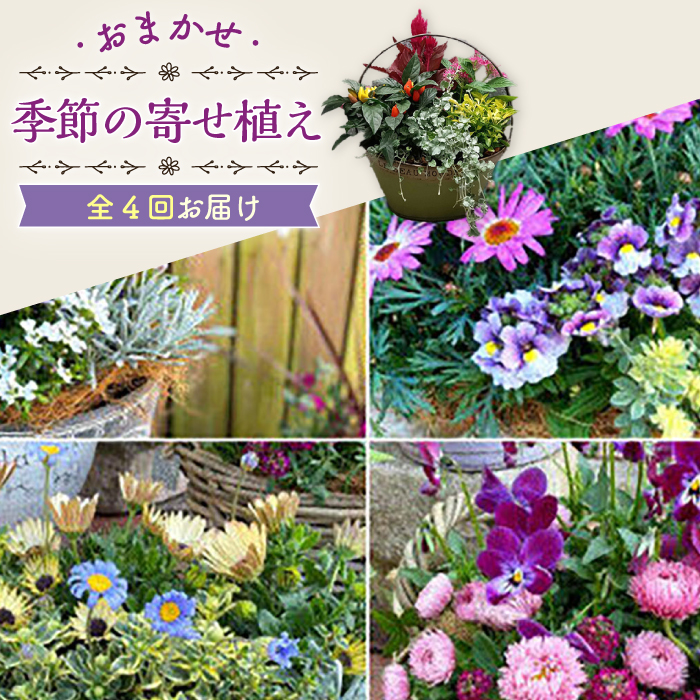 【4回定期便】おまかせ 季節の 寄せ植え プランター  / 観葉植物 鉢植え 植物 インテリア / 大村市 / アトリウム琴花園[ACZZ009]