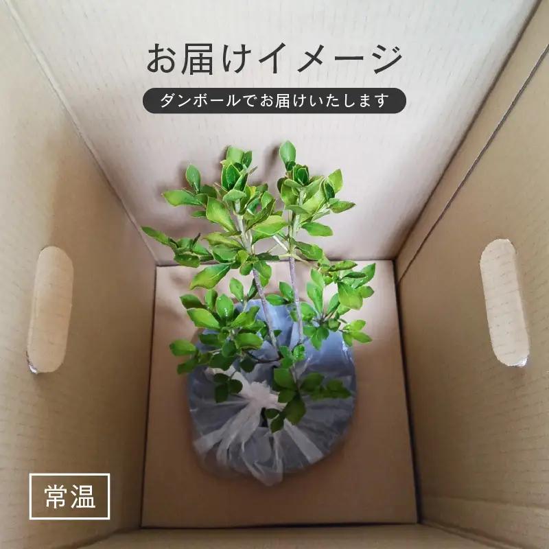 【先行予約】白ドウダンツツジ 苗木 (鉢物)【2027年4月上旬以降順次発送】【ドウダンツツジ フラワー 花 】 [m47-a029]