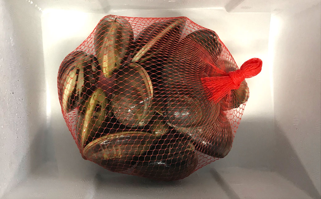 丸元水産 桑名産蛤 （ハマグリ） 1.5kg はまぐり 魚介 貝 魚貝 活はまぐり 焼きはま 海鮮 網焼き 酒蒸し お吸い物 パエリア パスタ 023-0003