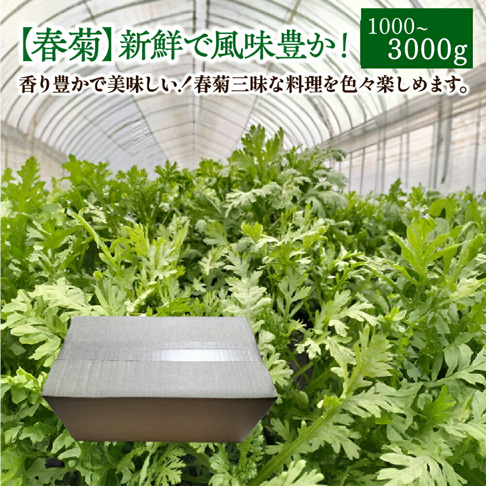 【ふるさと納税】【選べる内容量！】春菊 新鮮で風味豊か！ 約1000g～3000g 【45P3207・90P3203・135P3203】