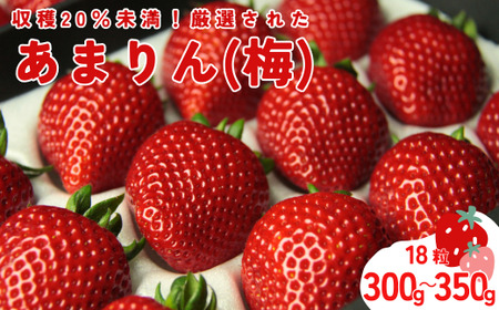 発送1月～【先行受付】あまりん　300～350ｇ（梅）　【苺】 あまりん イチゴ 