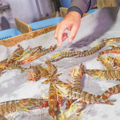 ふるさと納税 上天草市 急速冷凍 車海老 約750g(約24〜33尾) 【山本水産】 |  | 01