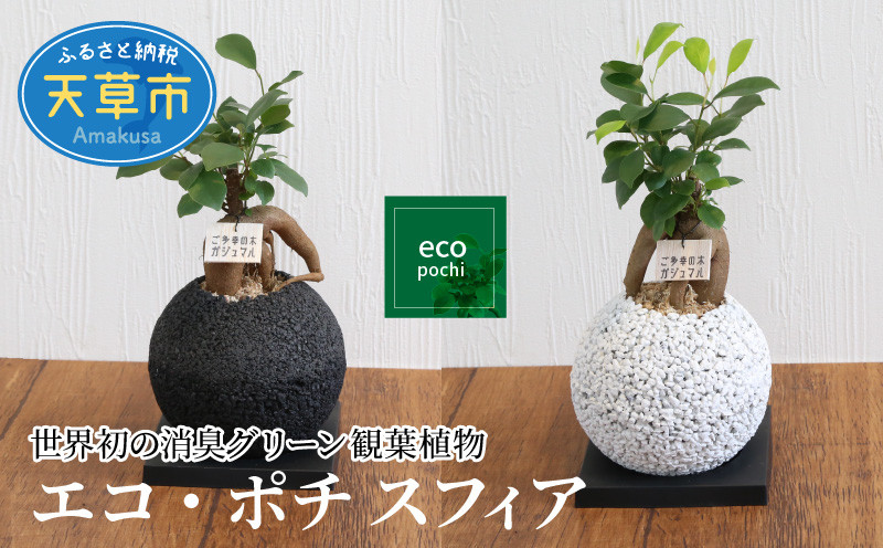 
S060-080_エコ・ポチ スフィア ガジュマル 観葉植物
