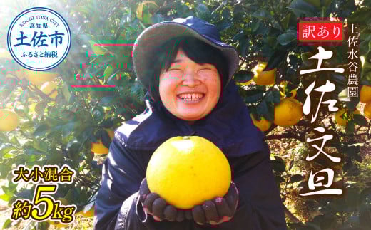 本場、高知県土佐市産！土佐水谷農園の露地土佐文旦 家庭用約5キロ 5kg 大小混合（L～上限なし：8玉前後） 訳あり 文旦 ぶんたん ブンタン 土佐文旦 ご自宅用 柑橘 フルーツ 果物 土佐 高知