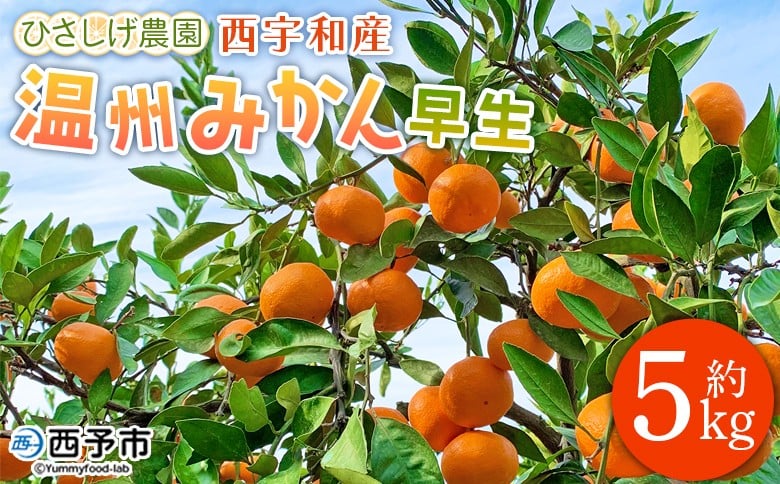 
            ひさしげ農園直送　西宇和産温州みかん５kg
          