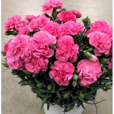 ふるさと納税 藤枝市 カーネーション ピンク系 鉢植え 5号 【※カバー・ラッピングなし】 |  | 03