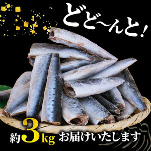 訳あり いわし ドレス 約3kg 無塩 鰯 イワシ