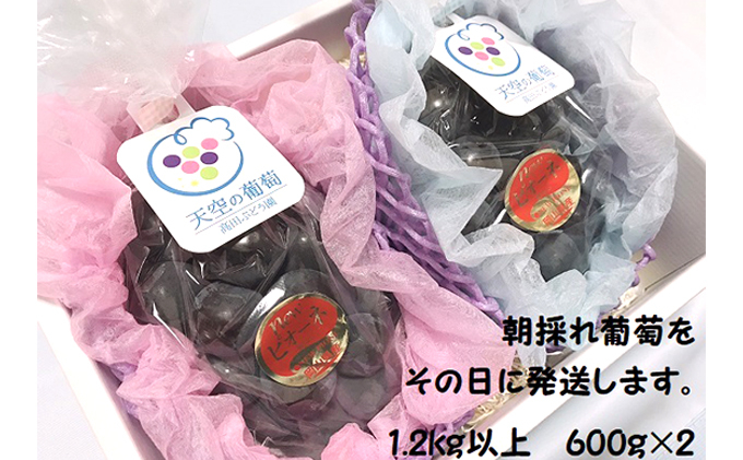 
            [№5615-0389]ぶどう 2025年度 早期受付 天空の葡萄(登録商標) ニュー ピオーネ 2房 1.2kg以上 1箱 美味しい笑顔をお約束 葡萄 フルーツ 岡山 高梁市産
          