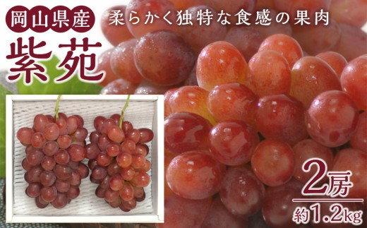ぶどう 2026年 紫苑 2房 約1.2kg 岡山県産 お届け 11月上旬～11月下旬【葡萄 ぶどう 果物 フルーツ 新鮮 岡山県 岡山市 おすすめ 人気】