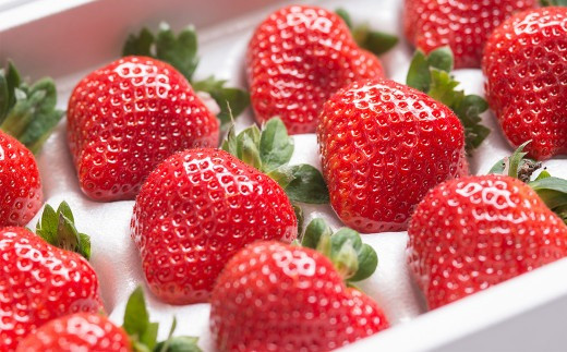 福岡県産 あまおう 4パック＆練乳 いちご 苺 フルーツ 国産 セット【2024年11月下旬～2025年3月下旬発送予定】