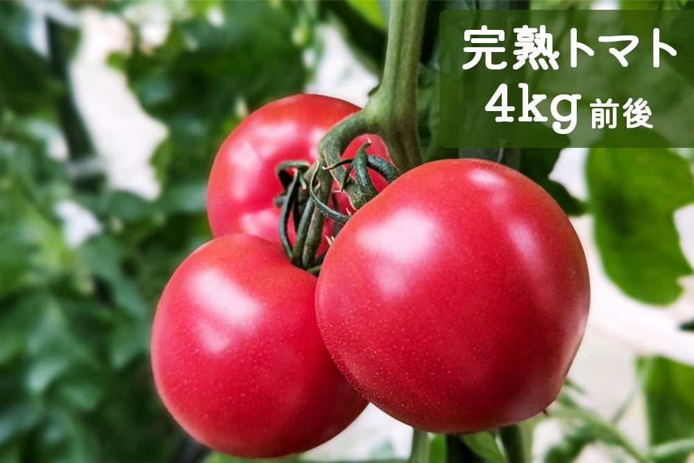 
                  [先行受付] 栄養たっぷり！ トマト農家片野さんちの完熟トマト「れおん」 4kg｜野菜 トマト とまと [0932]
                