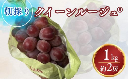 【2026年先行予約】ぶどう クイーンルージュ