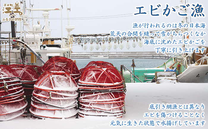 《1月から発送》北海道産 違いが分かる天然日本海シマエビ 大サイズ 500g　色鮮やかで香りよし 濃厚な甘み 食べれば分かる格別の味！　国産　江差近海産　天然もの　エビかご漁師直送　最良品厳選　生食可