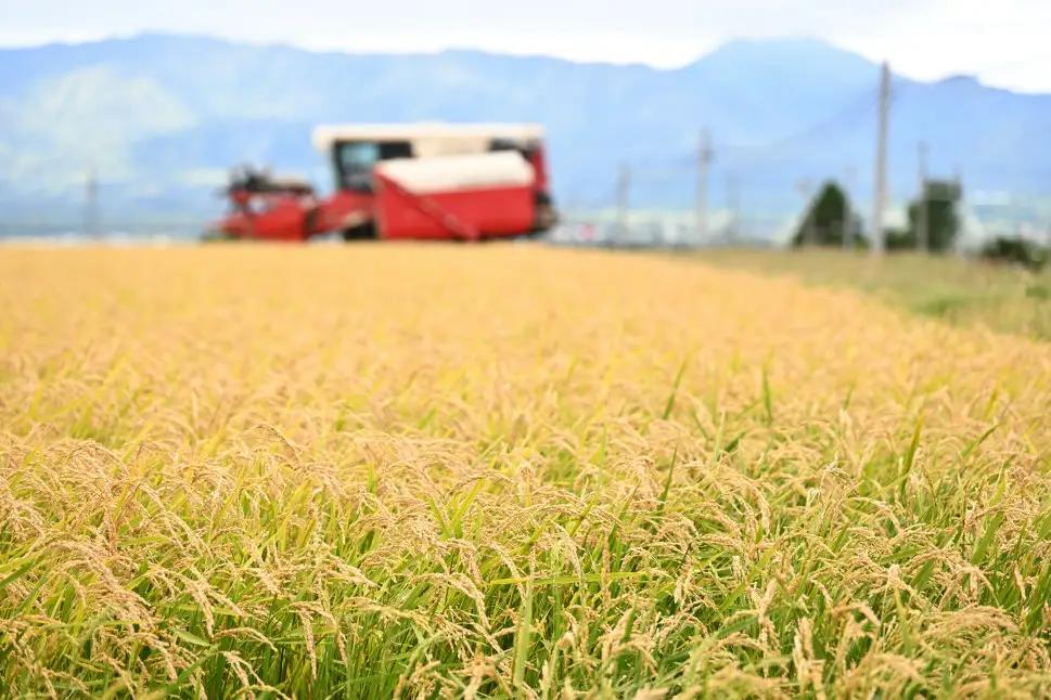 【定期便12回】北海道奈井江町　特別栽培米　ななつぼし　15kg