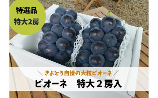 KF-B006-02【きよとうファーム】特選 種なしピオーネ２房入/計1.3kg~ (岡山県産)