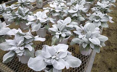 鉢物 セネシオ「エンジェルウイングス」6鉢 ／ 植物 希少 シルバーリーフ 安代リンドウ開発