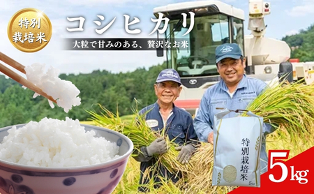 令和7年産 米 特別栽培米 コシヒカリ (白米) 5kg 5キロ 棚田米 どぶろく荘 こしひかり お米 コメ 送料無料