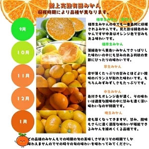 【10月発送】＼先行予約／ 有田 育ちの完熟 有田 みかん 家庭用 3.2kg(3kg+200g) / 有田みかん 柑橘 甘い フルーツ 果物 産地直送 和歌山 ※北海道・沖縄・その他離島地域は発送不