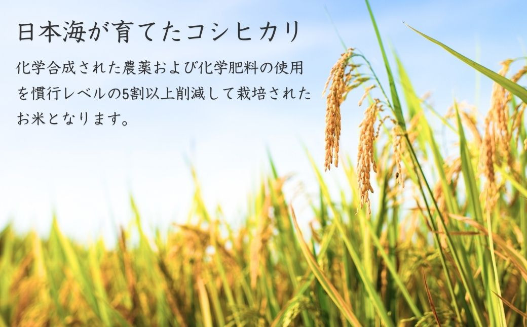 【先行予約 令和7年産 新潟県出雲崎産】コシヒカリ５㎏を農業法人から直接お届けします