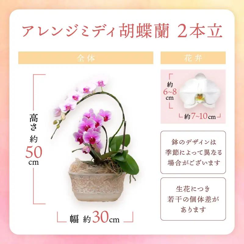 アレンジミディ胡蝶蘭 2本立【008C-008】