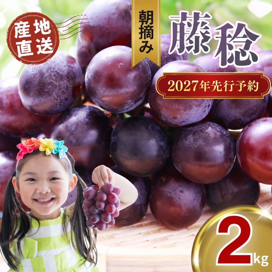 【ふるさと納税】【2027年先行予約】ぶどう 先行予約 フルーツ 藤稔 ふじみのり 2kg 送料無料 | 種なし ブドウ 葡萄 黒ぶどう 巨大粒 完熟 朝採れ 産地直送 高級 果物 定期便 以外 ギフト 贈答 贈り物 国産 栃木県 真岡市