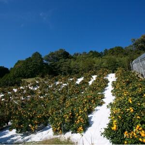 【2024年11月以降順次発送】華みかん3kg【A33-39】【1512259】