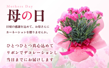 【25セット限定 先行予約】カーネーション ピンク 5号 鉢植え 生花 ＜数量限定！想いを届ける母の日ギフト＞ / 花苗 花 贈り物 ギフト 女性 プレゼント 感謝 ※2026年5月6日～9日の間にお