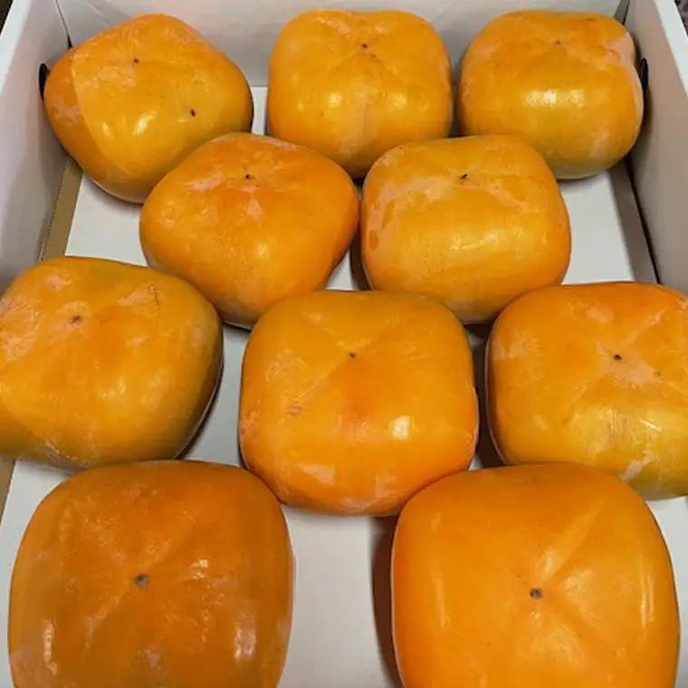 大玉サイズ 平たねなし柿「クイーンパーシモン」約4kg （10玉～12玉おまかせ）【2026年発送】【tec975A】