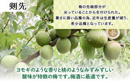 【先行予約】【福井特産】 福井梅（剣先）青梅 3kg（L～2L サイズ）【2025年6月以降順次発送】 梅 福井梅 生梅 青梅 完熟梅 梅干し 梅酒 梅干 梅シロップ 梅ジャム 梅ジュース 果物 梅肉
