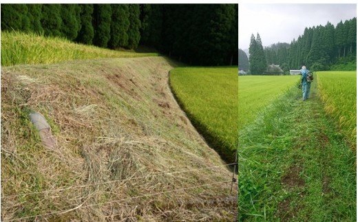 【予約受付】令和8年産・新米 瑠璃米 4kg 予約 新米 令和8年産 南小国産 米 白米 精米 2kg 2袋 お米 ご飯 産地直送 髙村農園 熊本 阿蘇 南小国町 送料無料