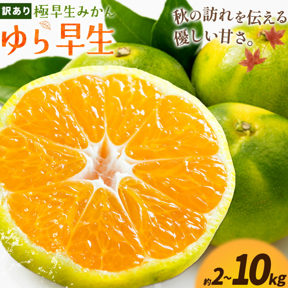 【ふるさと納税】みかん 訳あり 10kg 5kg 2kg 選べる内容量 極早生みかん ゆら早生 みかん 石谷普朗《10月上旬-11月中旬頃出荷》和歌山県 岩出市 送料無料 果物 フルーツ 柑橘類 お取り寄せフルーツ ミカン 極早生 早生