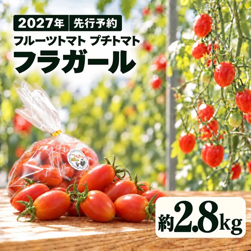 【2027年先行予約】フルーツトマト プチトマト フラガール 約2.8kg