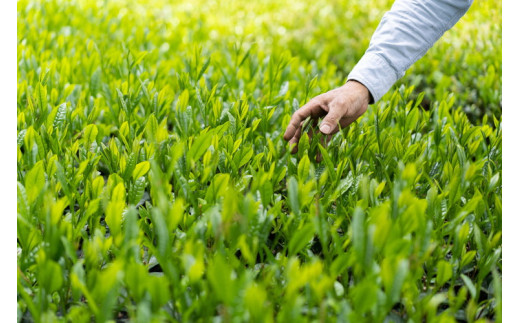 【創業1839年】煎茶　はるみどり＆ほくめいスタンドパック40g2種セット | お茶 80グラム 茶 緑茶 茶葉 日本茶 煎茶 さしま茶 猿島茶 飲みくらべ 飲み比べ 詰合せ 詰め合わせ 取り寄せ お