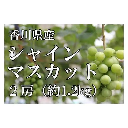 〈先行予約受付中〉2026年産 香川県産シャインマスカット２房【８月中旬以降発送予定！】_Z2600001